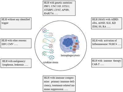 Heterogeneity of macrophage activation syndrome and treatment progression
